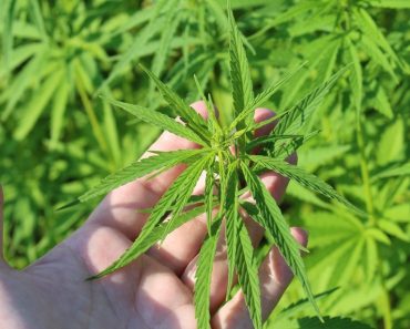 Growing for Relaxation: How to Select the Right Plant Varieties