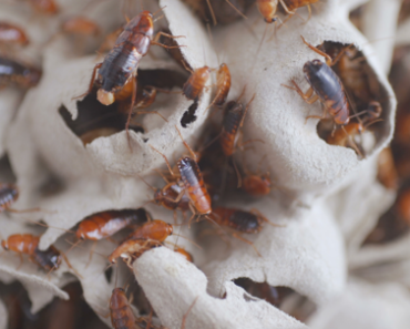 Are newer homes less protected against cockroach infestations than older ones? Are newer homes less protected against cockroach infestations than older ones?